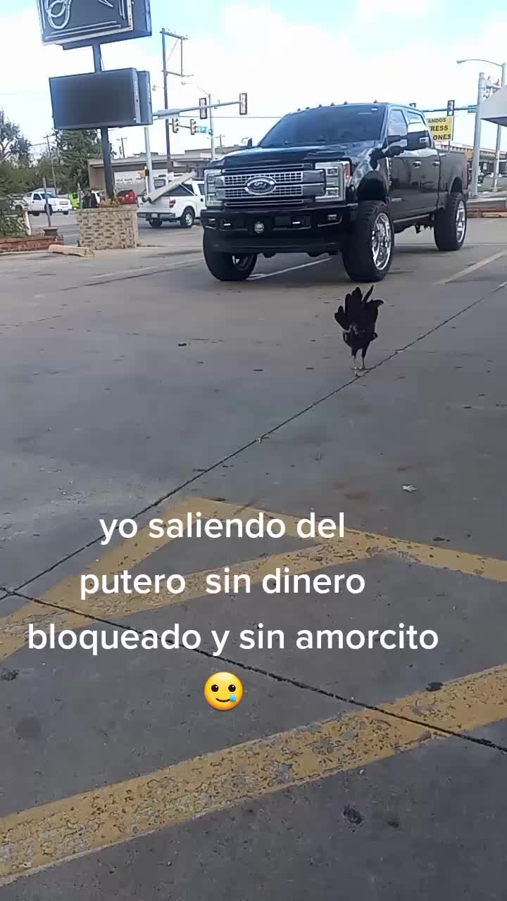 @morfeo 🐦⬛🏇🌾