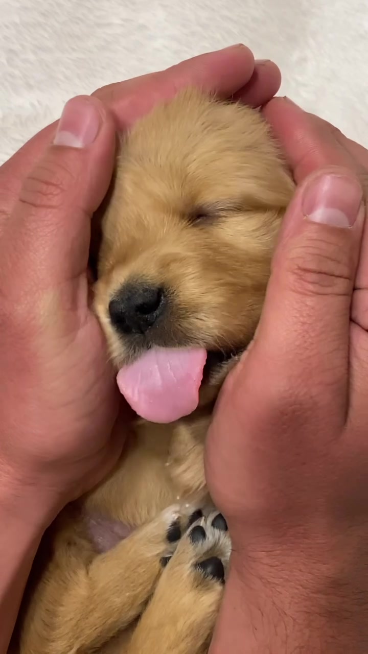 @kolom_golden_retrievers