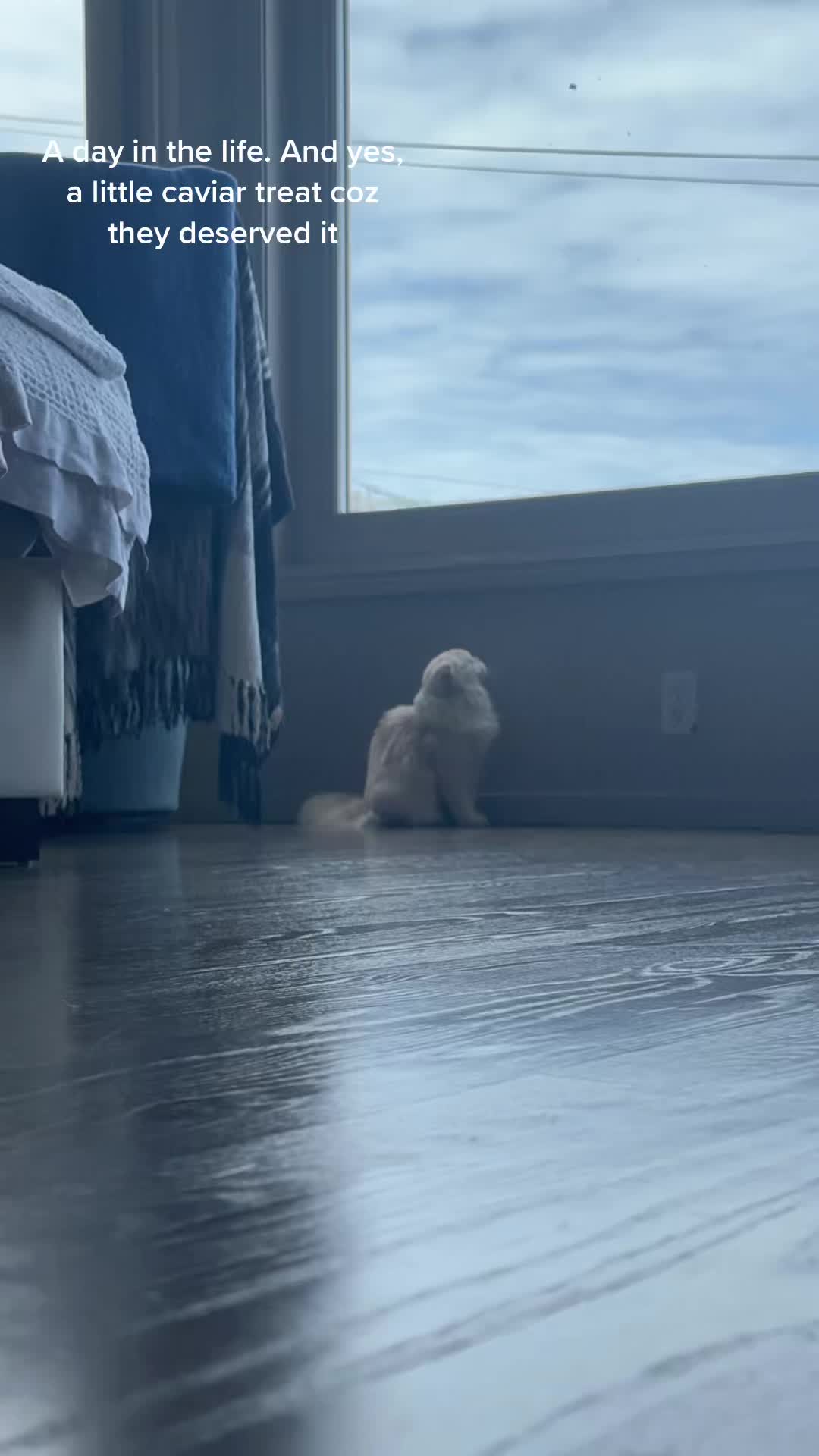 @Chester_and_Pepper