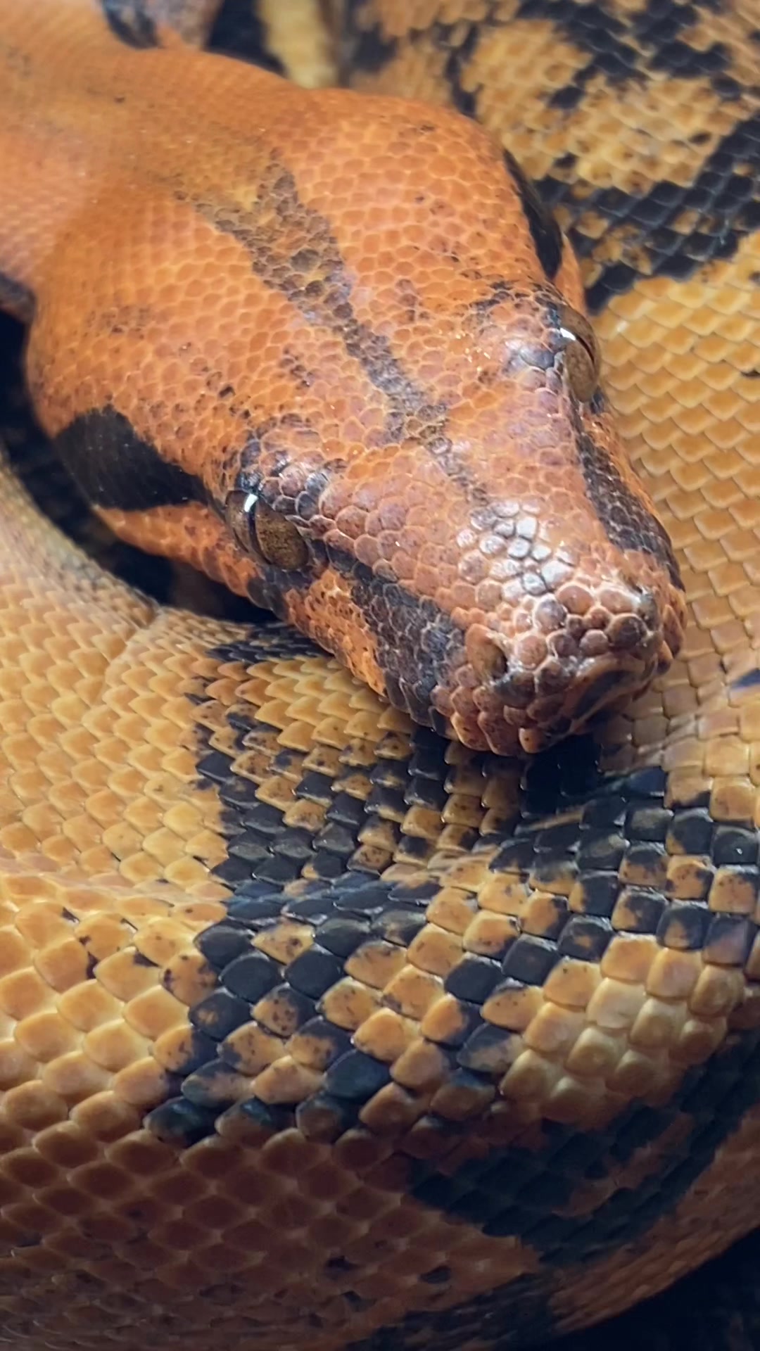 @Snakes_of_Leslie🐍