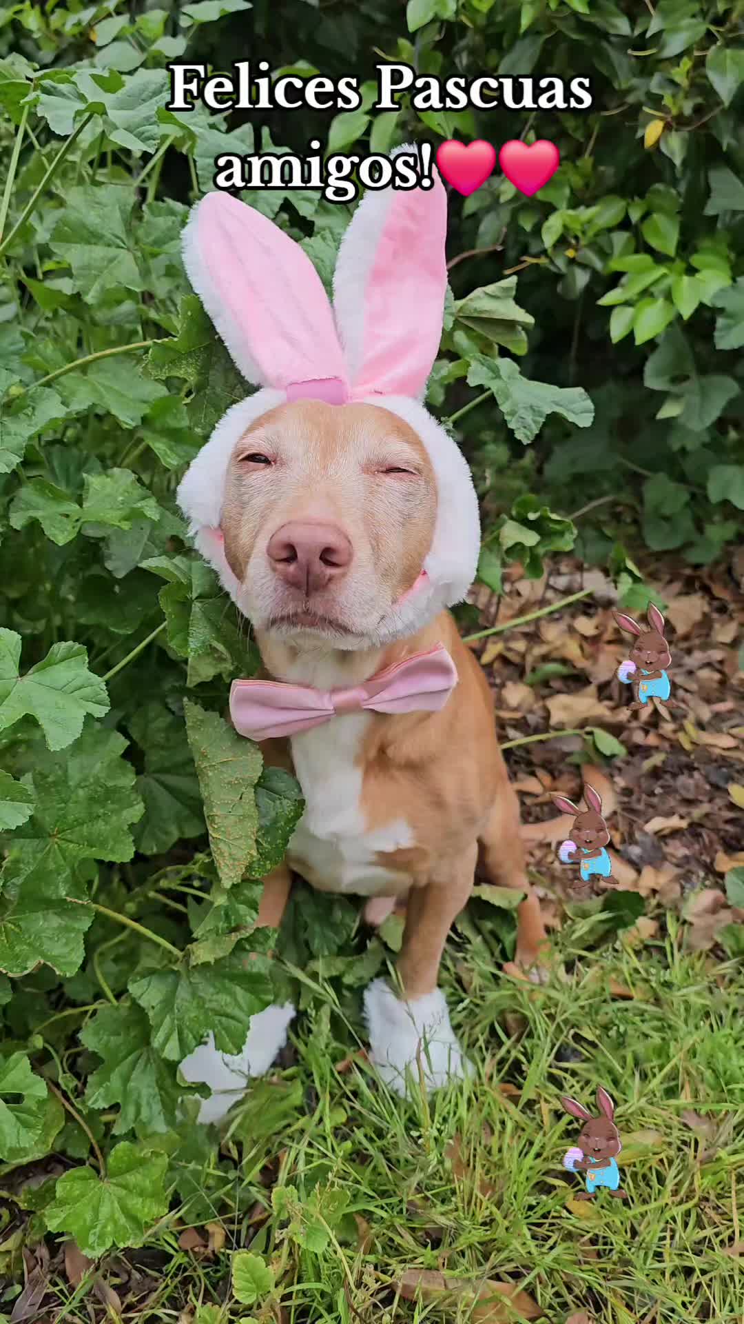 @Guffy_dog