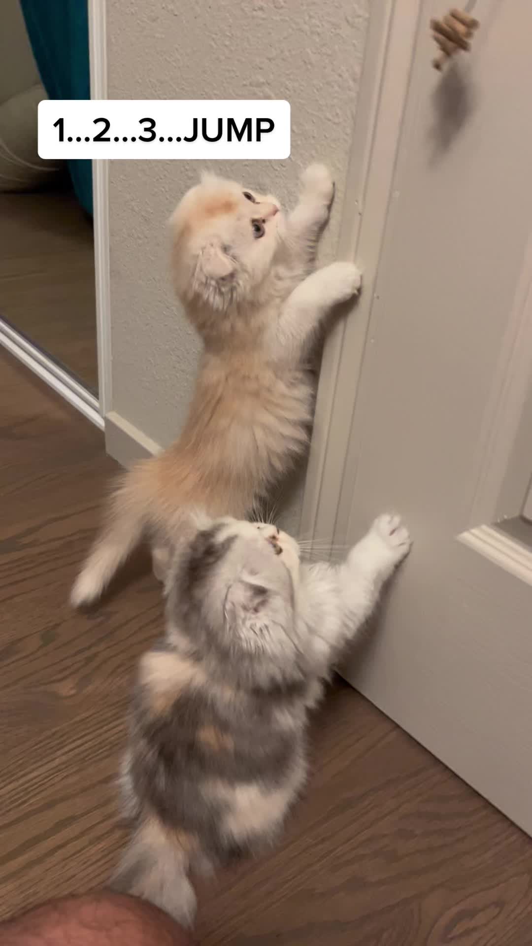 @Chester_and_Pepper