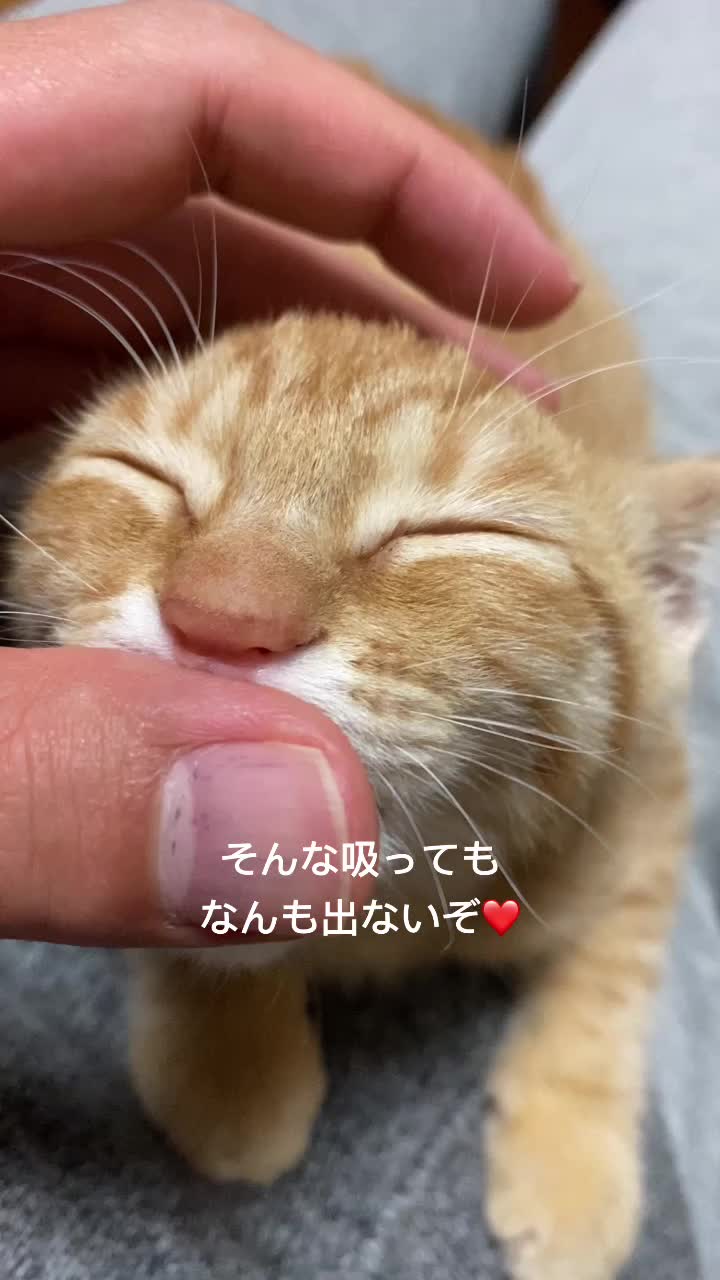 @Toomo-cats🐈