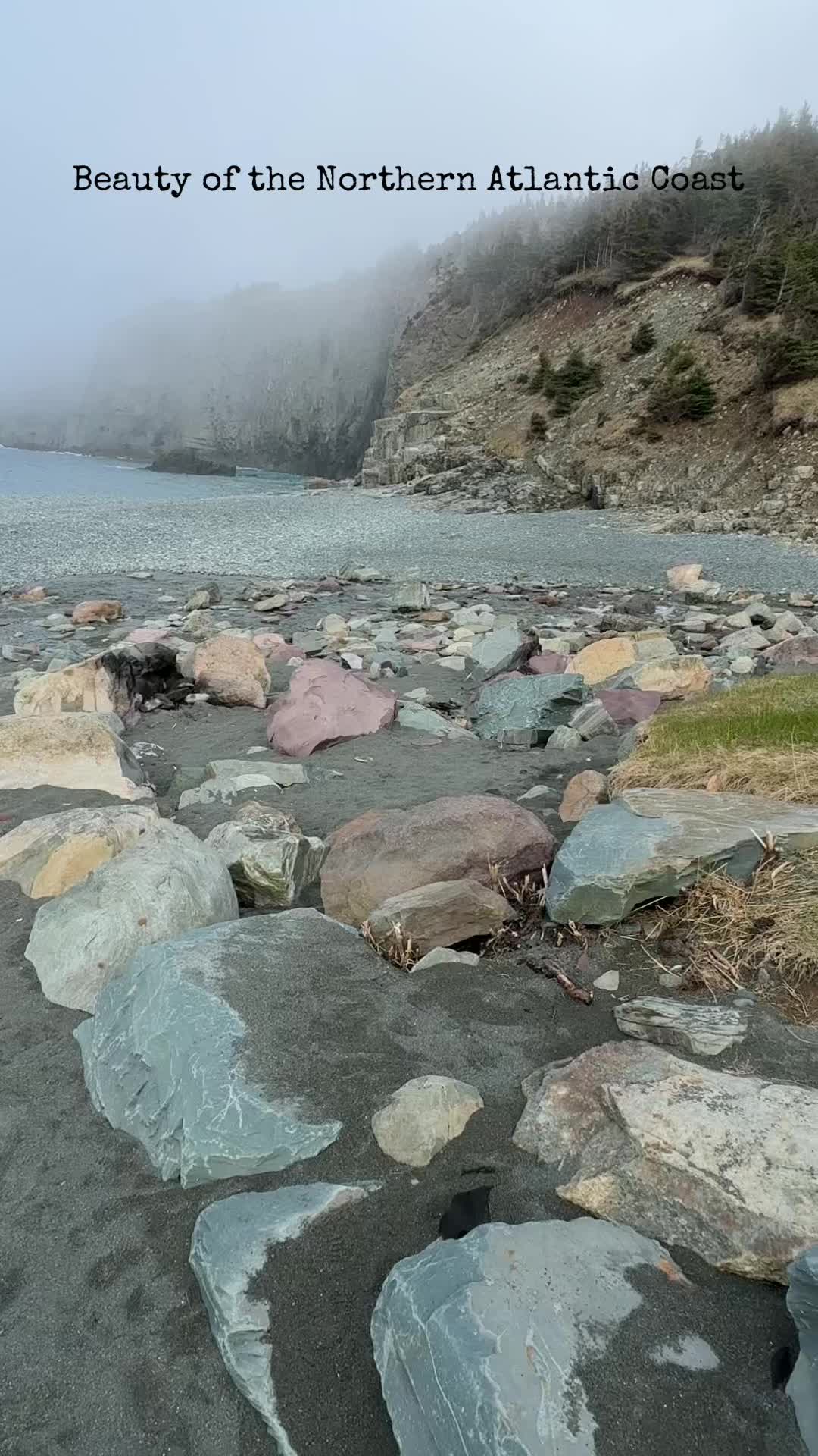 @Vine_grape_A