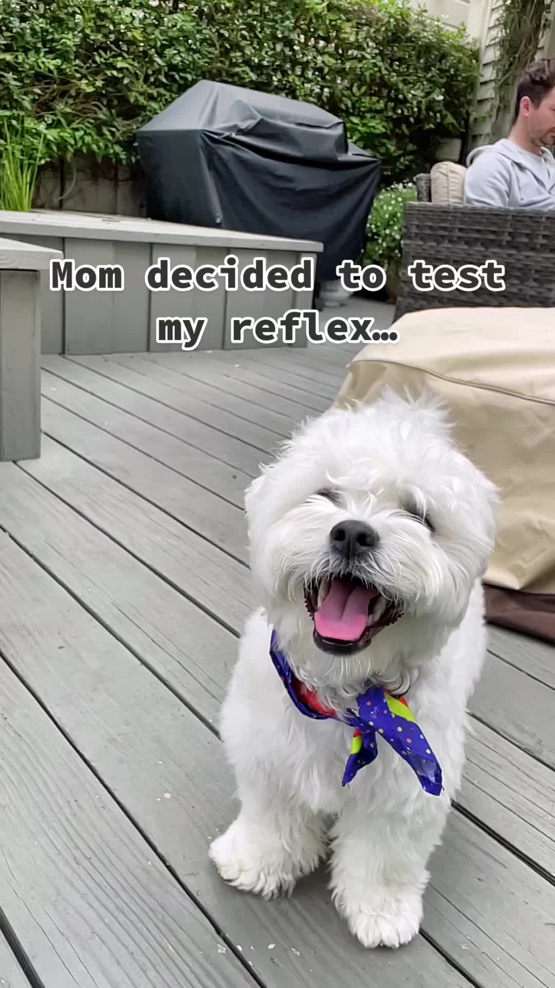 @Cloud the Dog