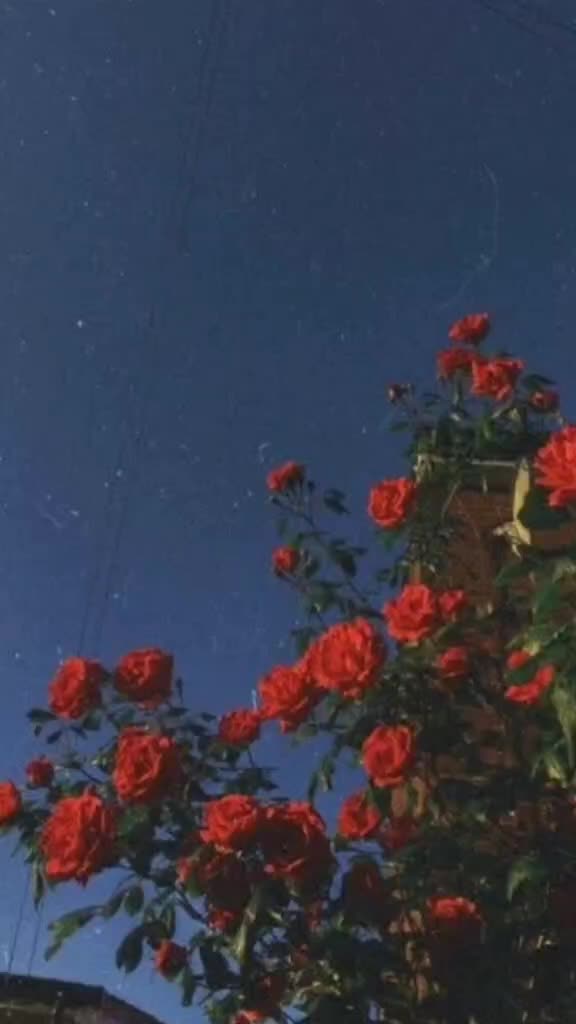 @ᴾᴿᴵᴹᴵ🥀