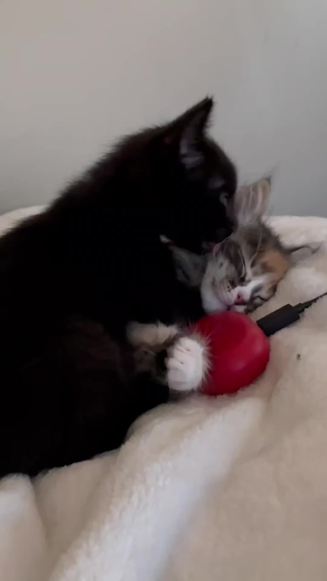 @Superkitties