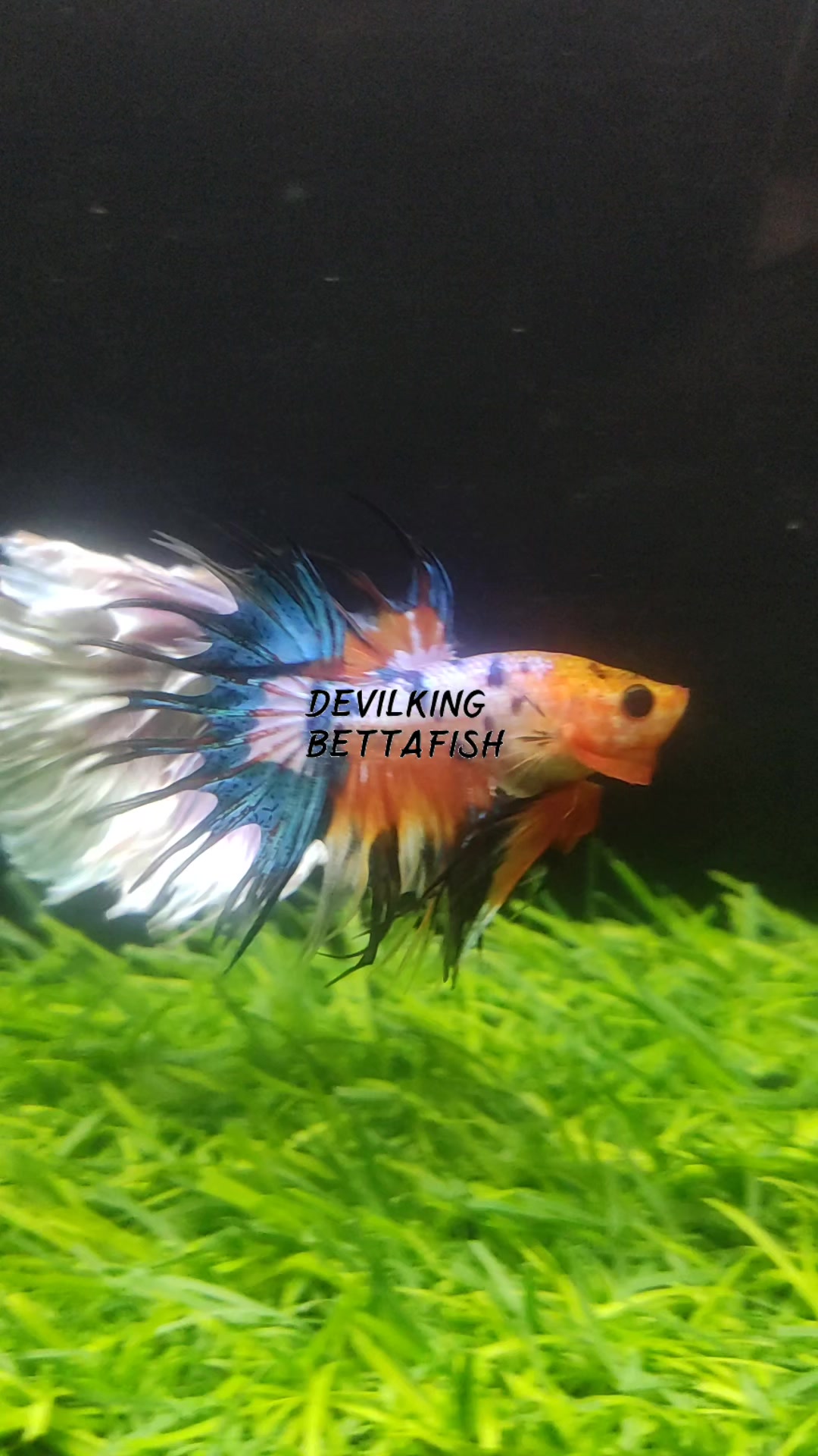@DevilKing Store