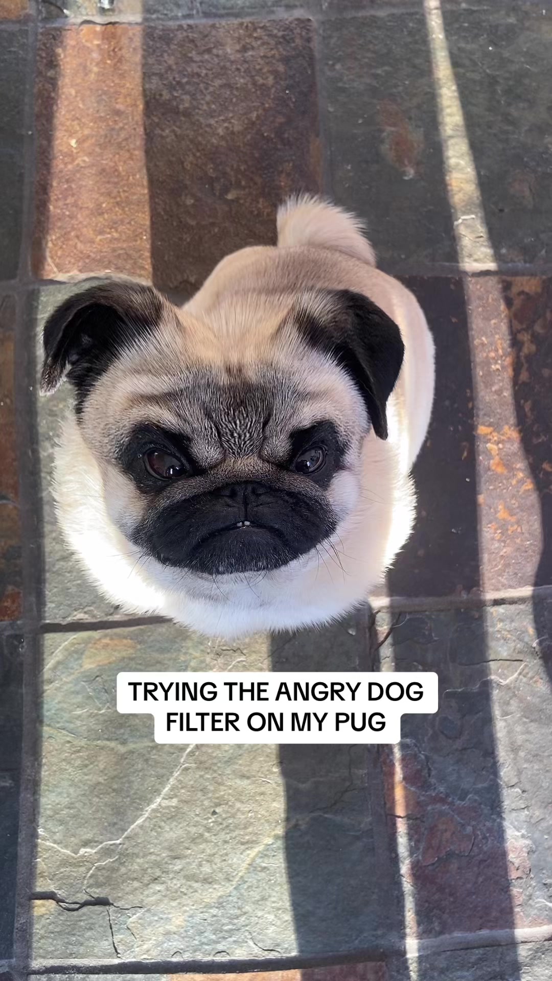 @Wee Winston The Pug