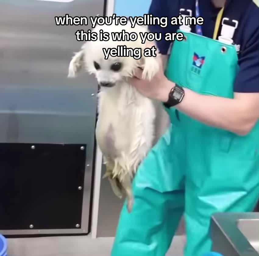 @cat