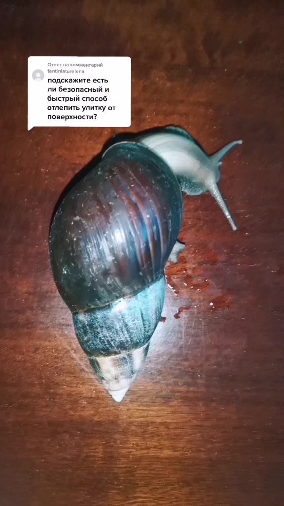 @Snails