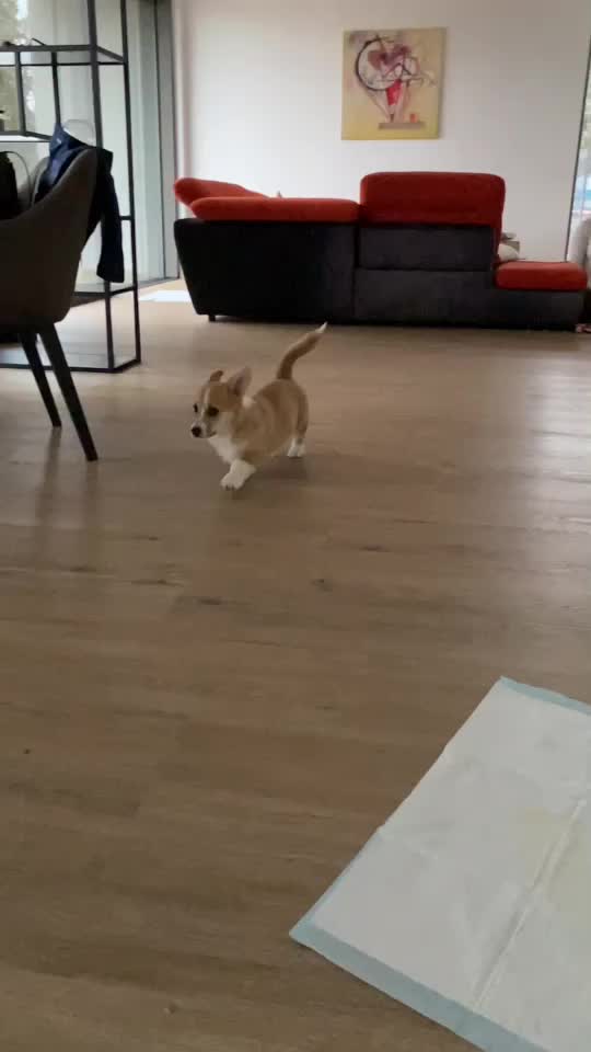 @jasminkathecorgi