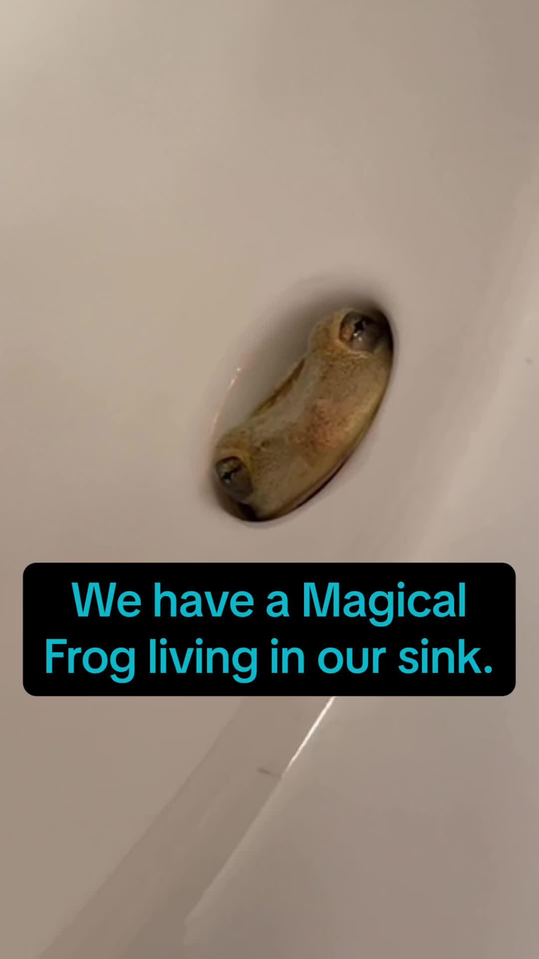 @originalSinkfrog