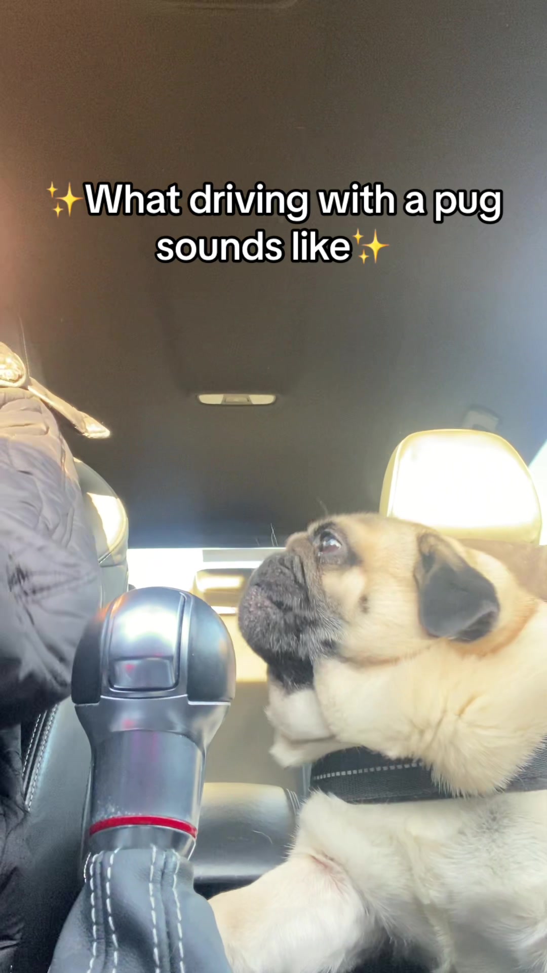 @Wee Winston The Pug
