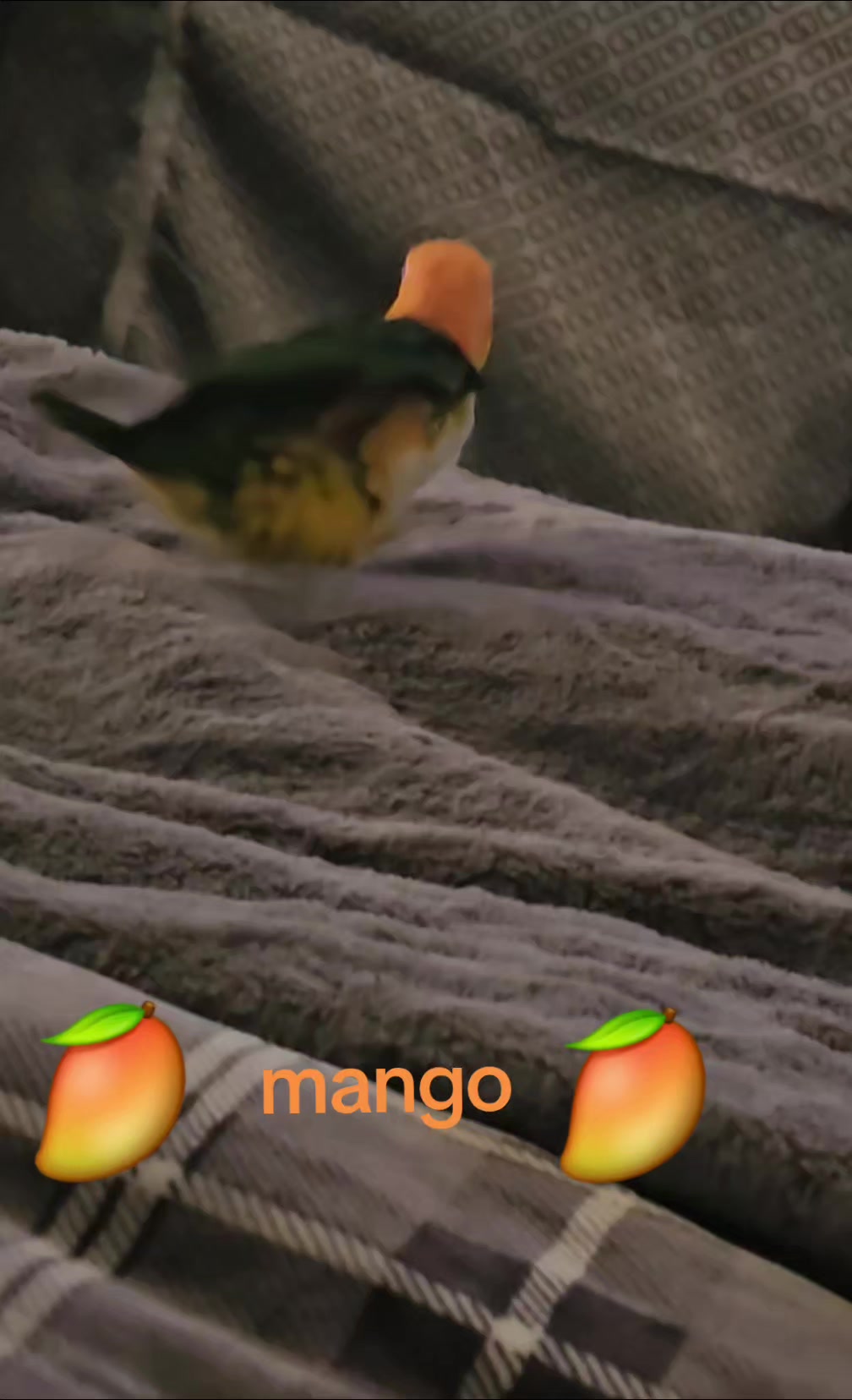 @🥭 🥝 🌶 🥥