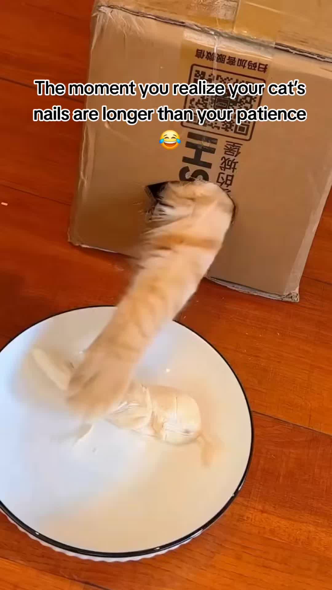 @catnipcrazee
