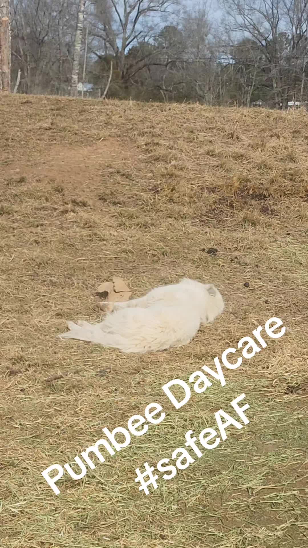 @MistythevLlamahowtos