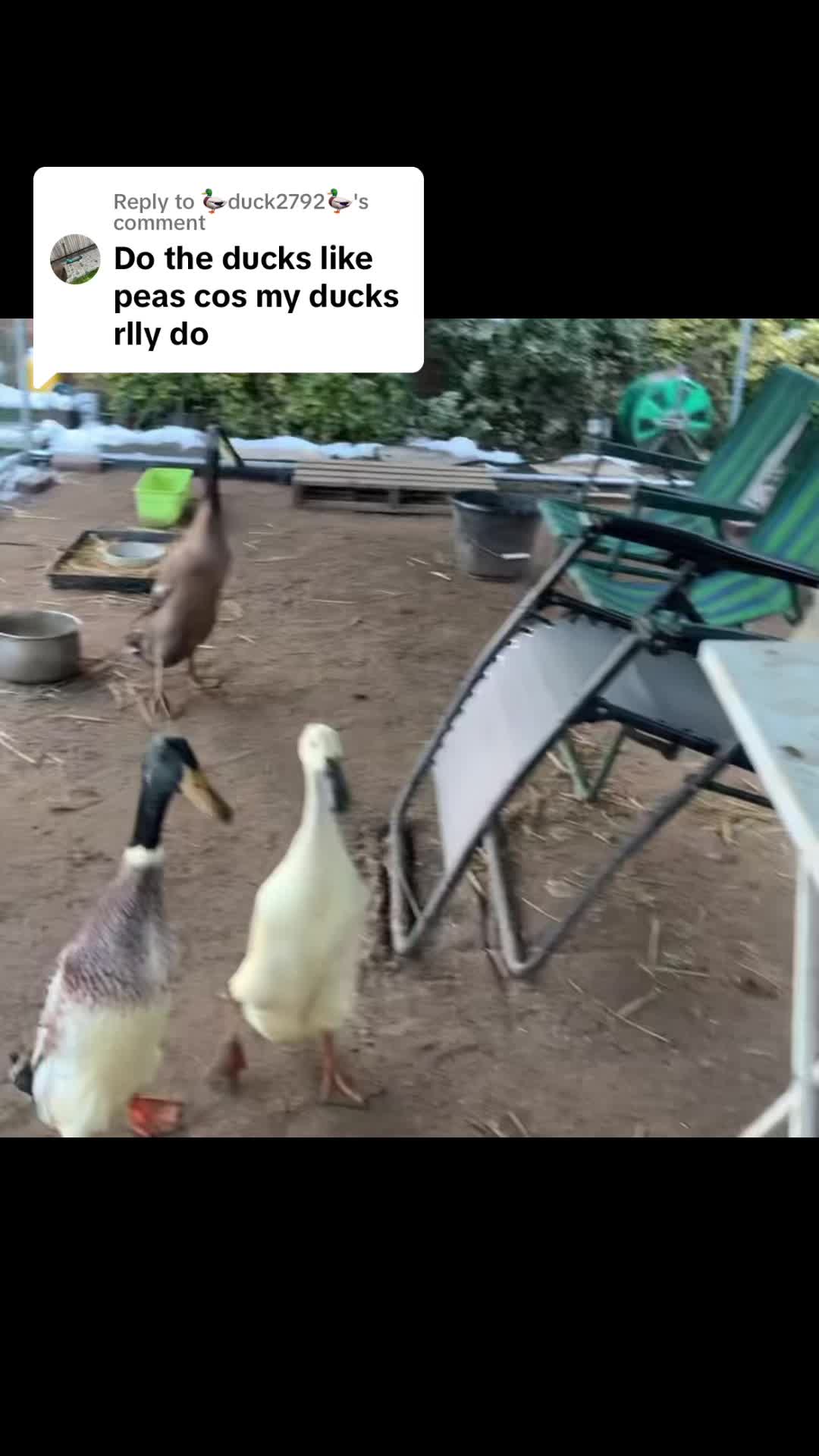 @Crazy Duck UK