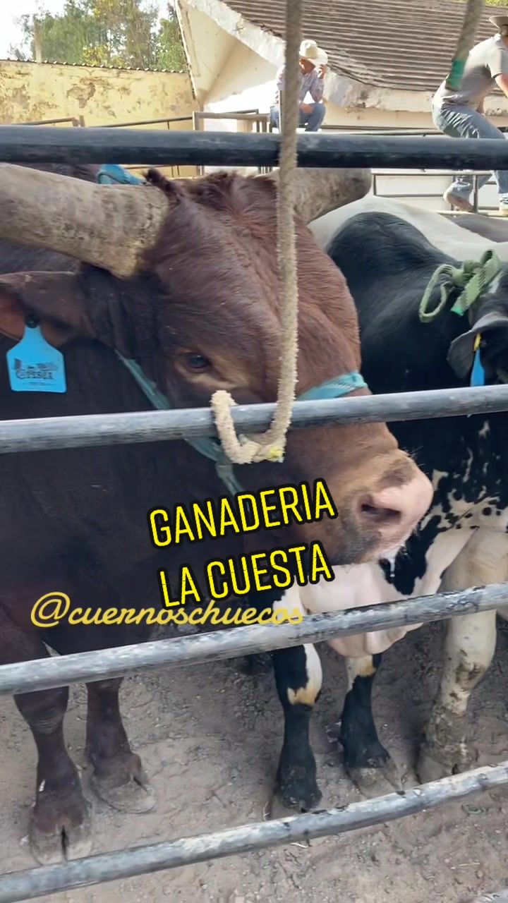@MaxRuizBravo