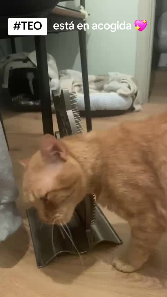 @SOS FELINA TENERIFE