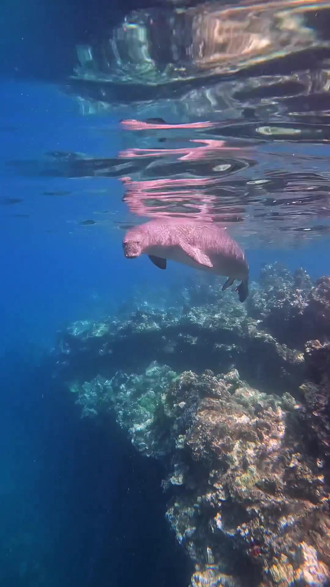 @Sky | Underwater Photographer