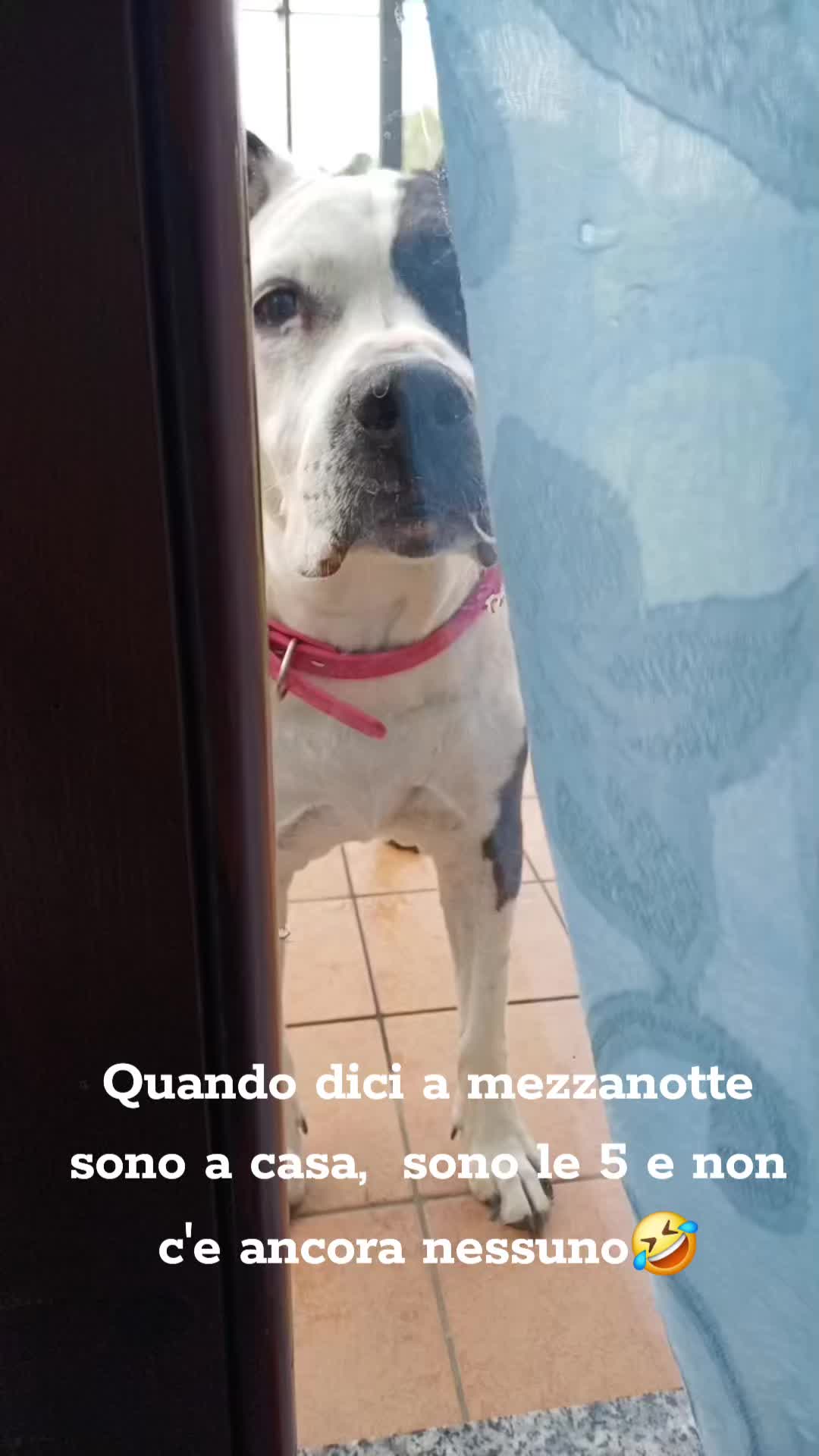 @ylenanetta