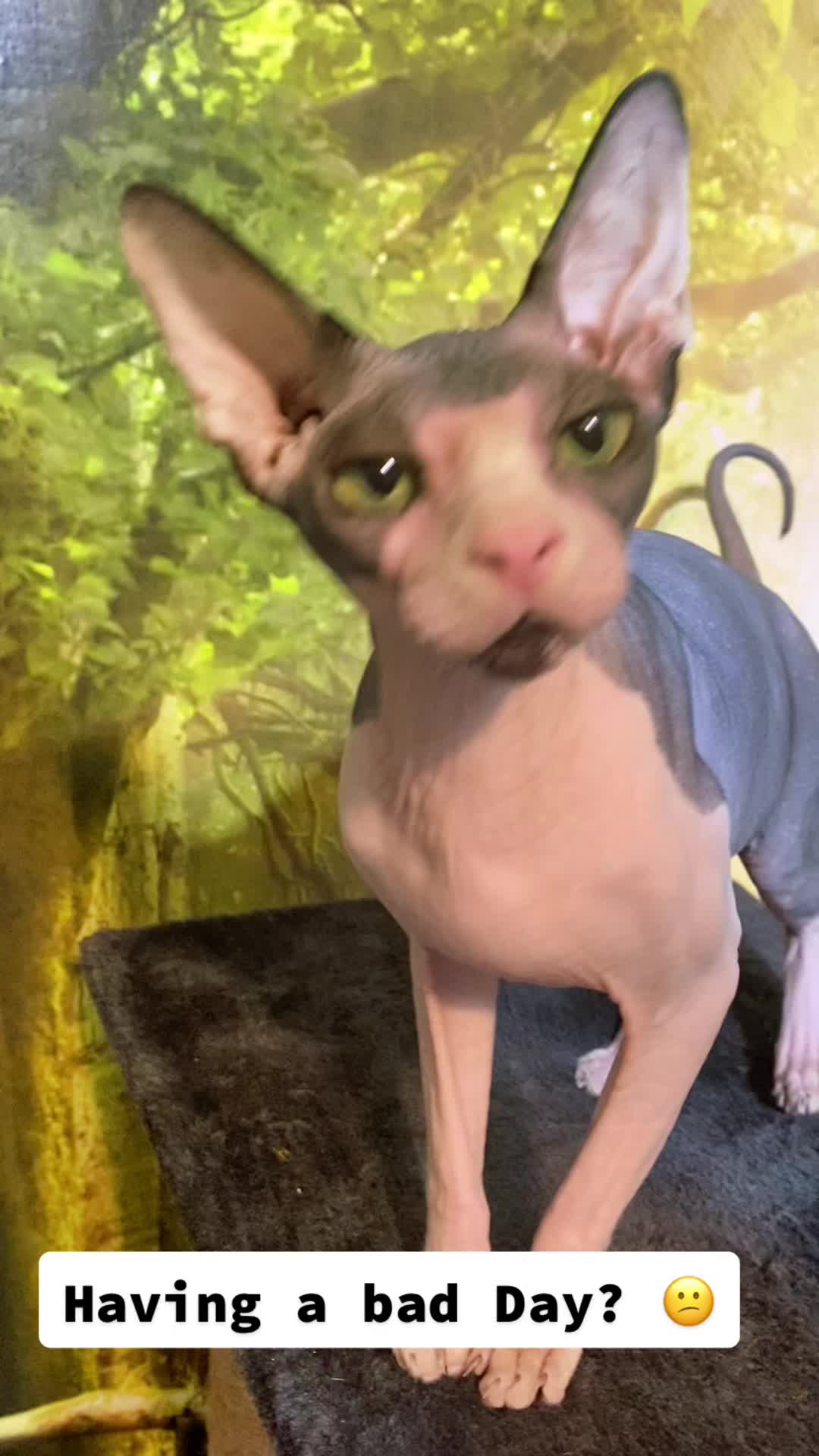 @SquiggyTok