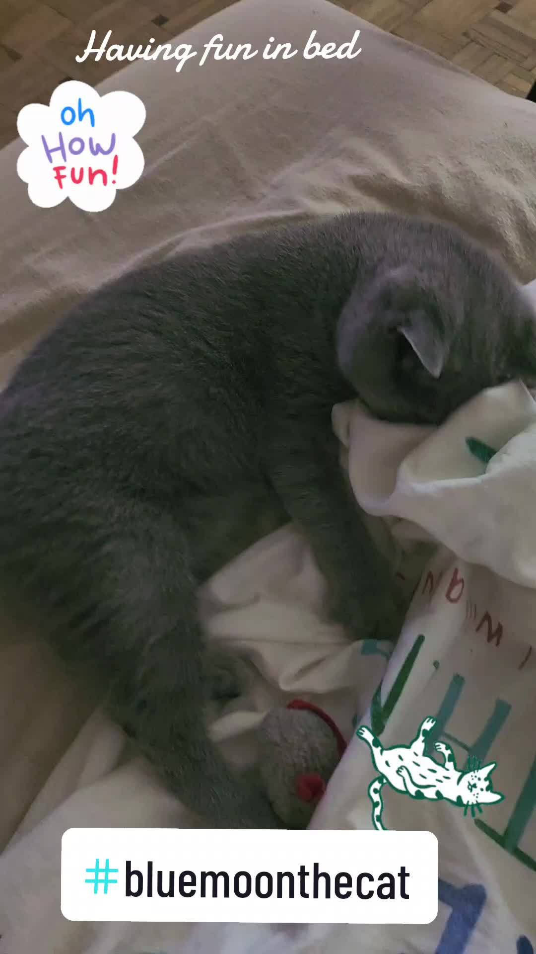 @bluemoonthecat