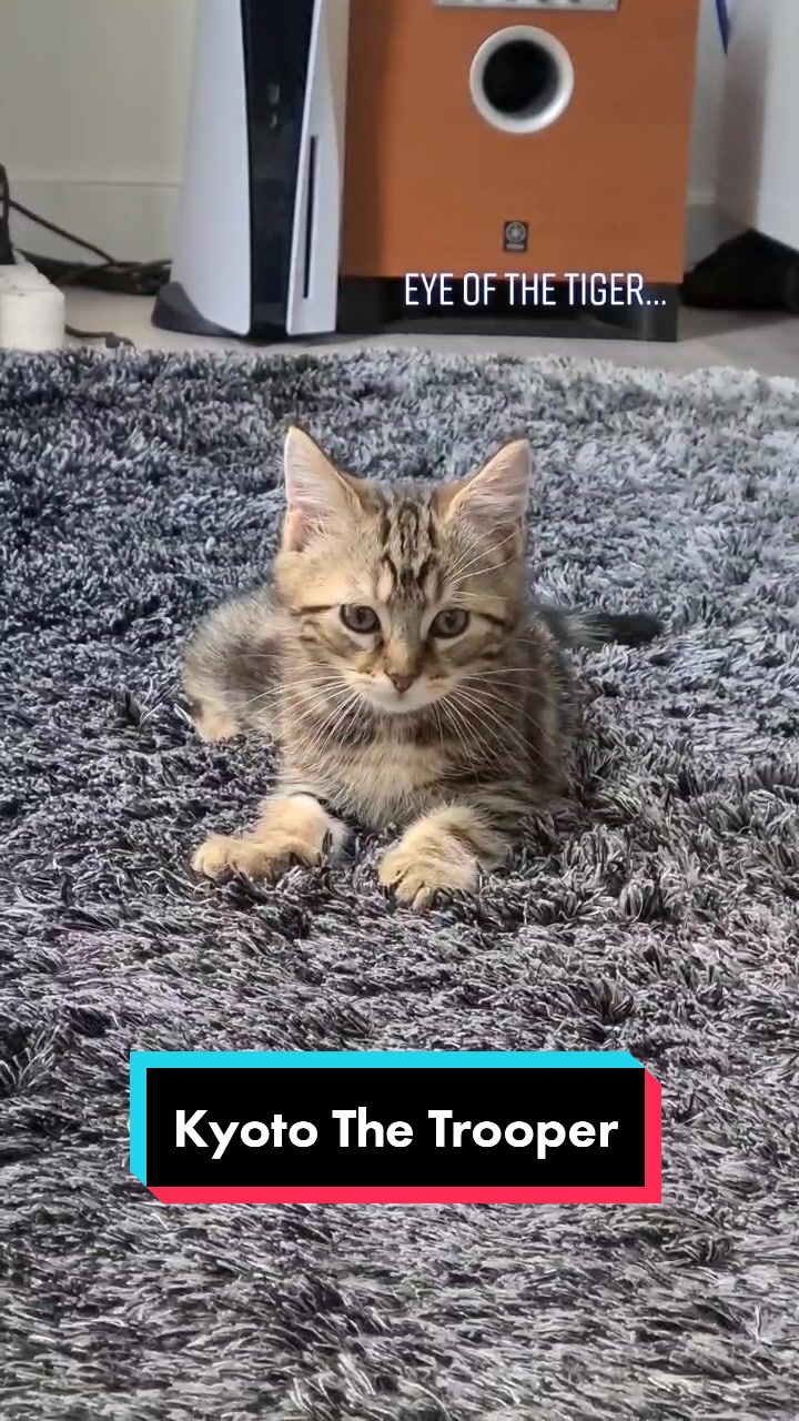 @TsukiTheCat