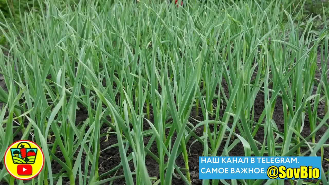 @СОВЕТЫ БИОЛОГА