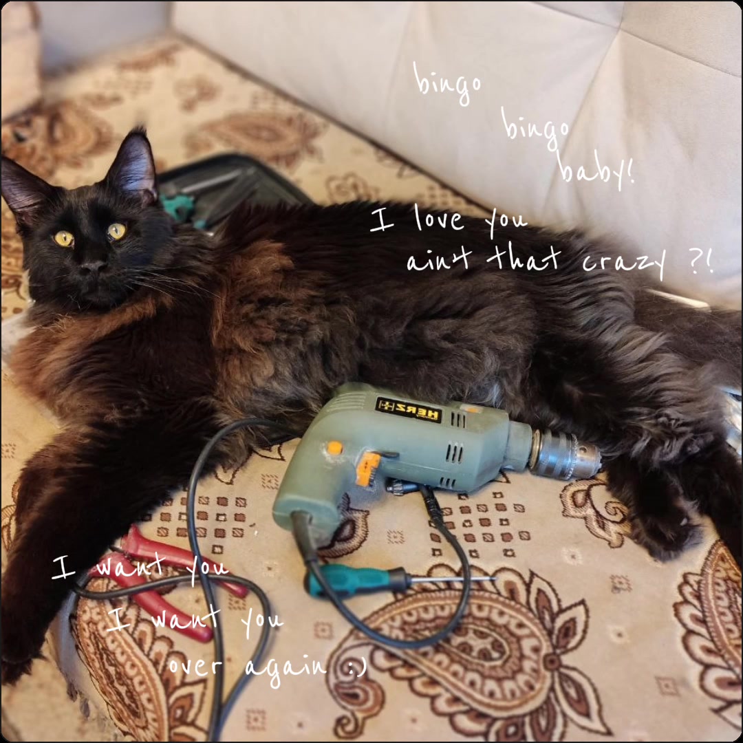 @˙˖&deg;⋆𝐒𝐢𝐚⋆&deg;˖˙ @