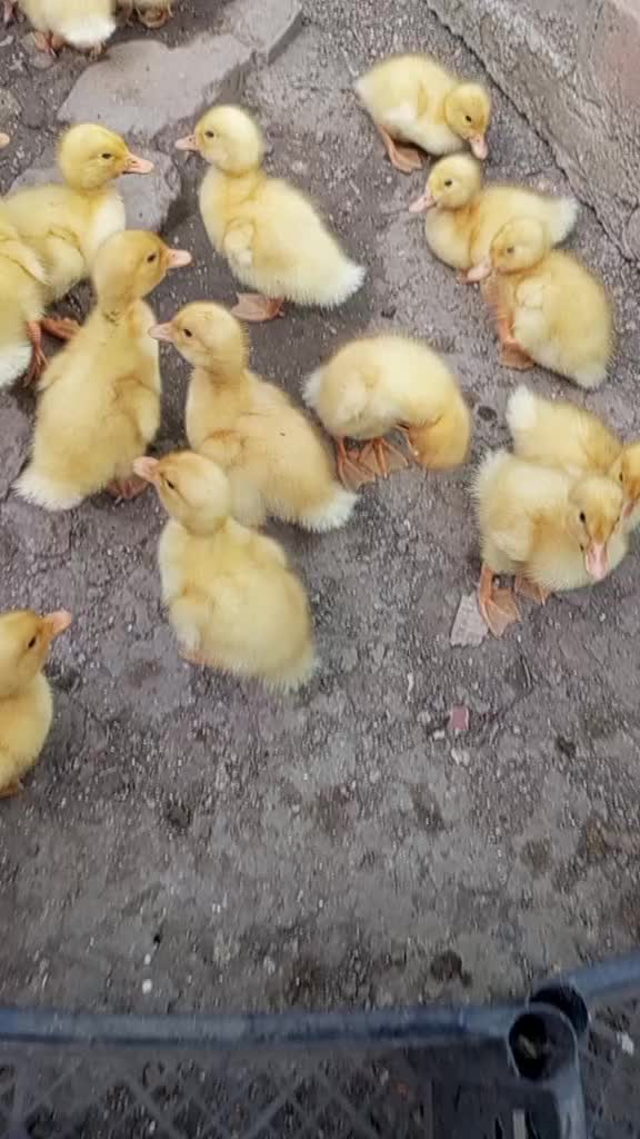 @🦃инда утки🦆