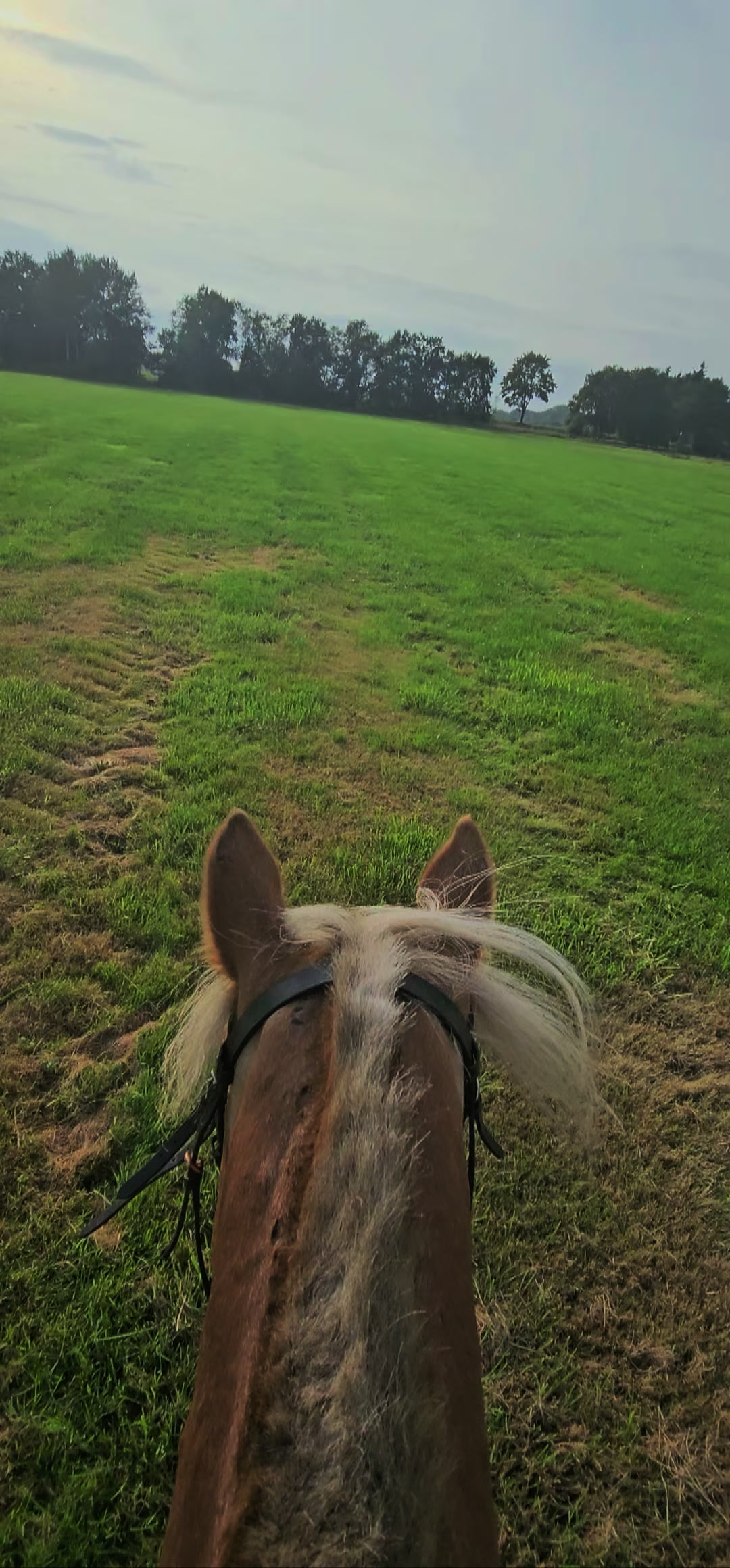 @Powerpony Alissa 💥🐴