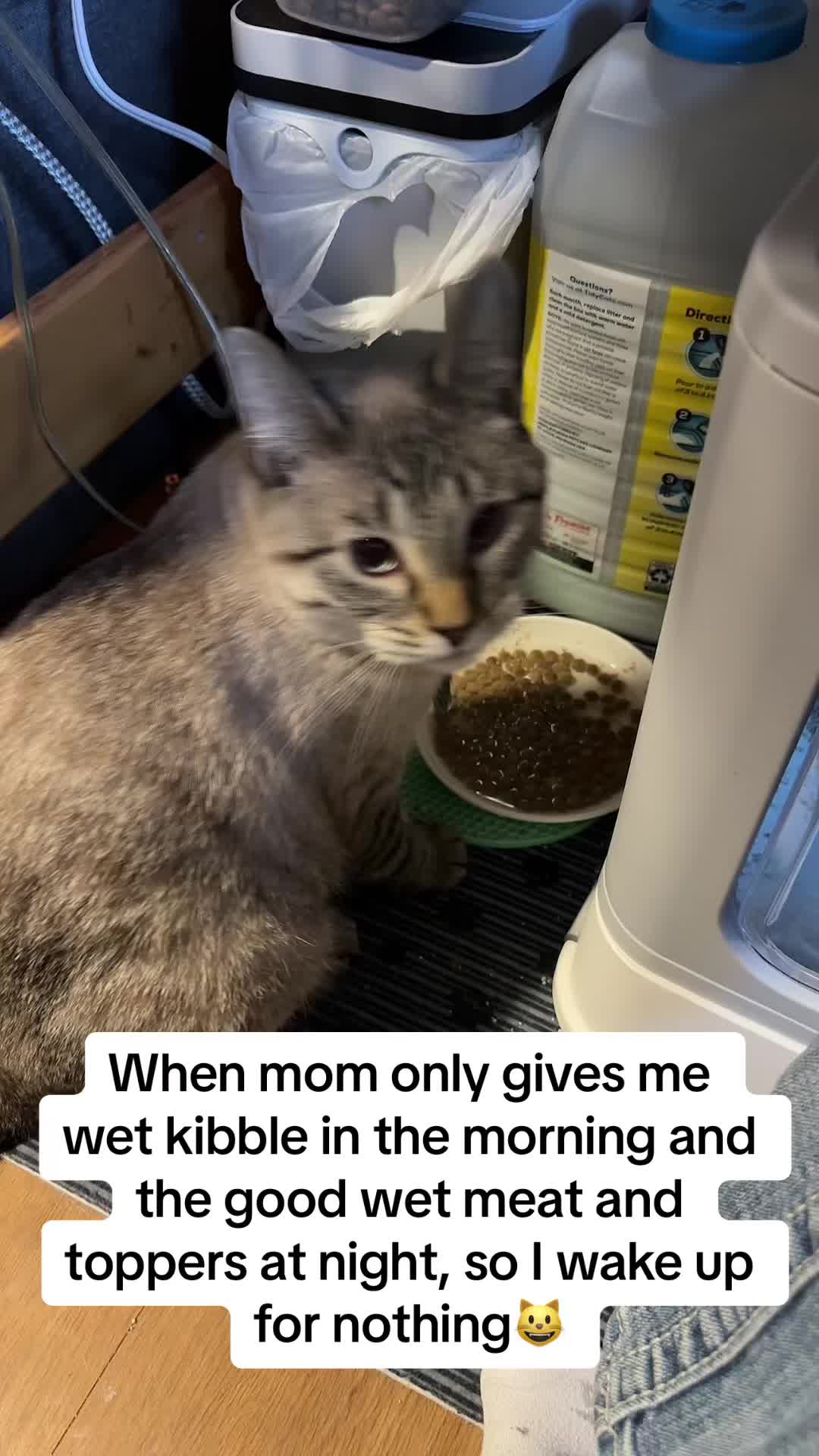 @willowthecollegecat