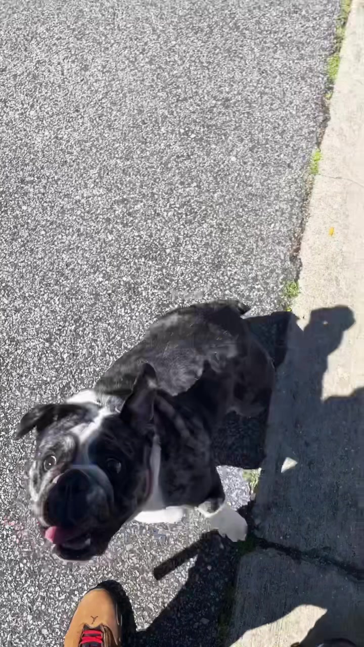 @BulldogMafiaGroup