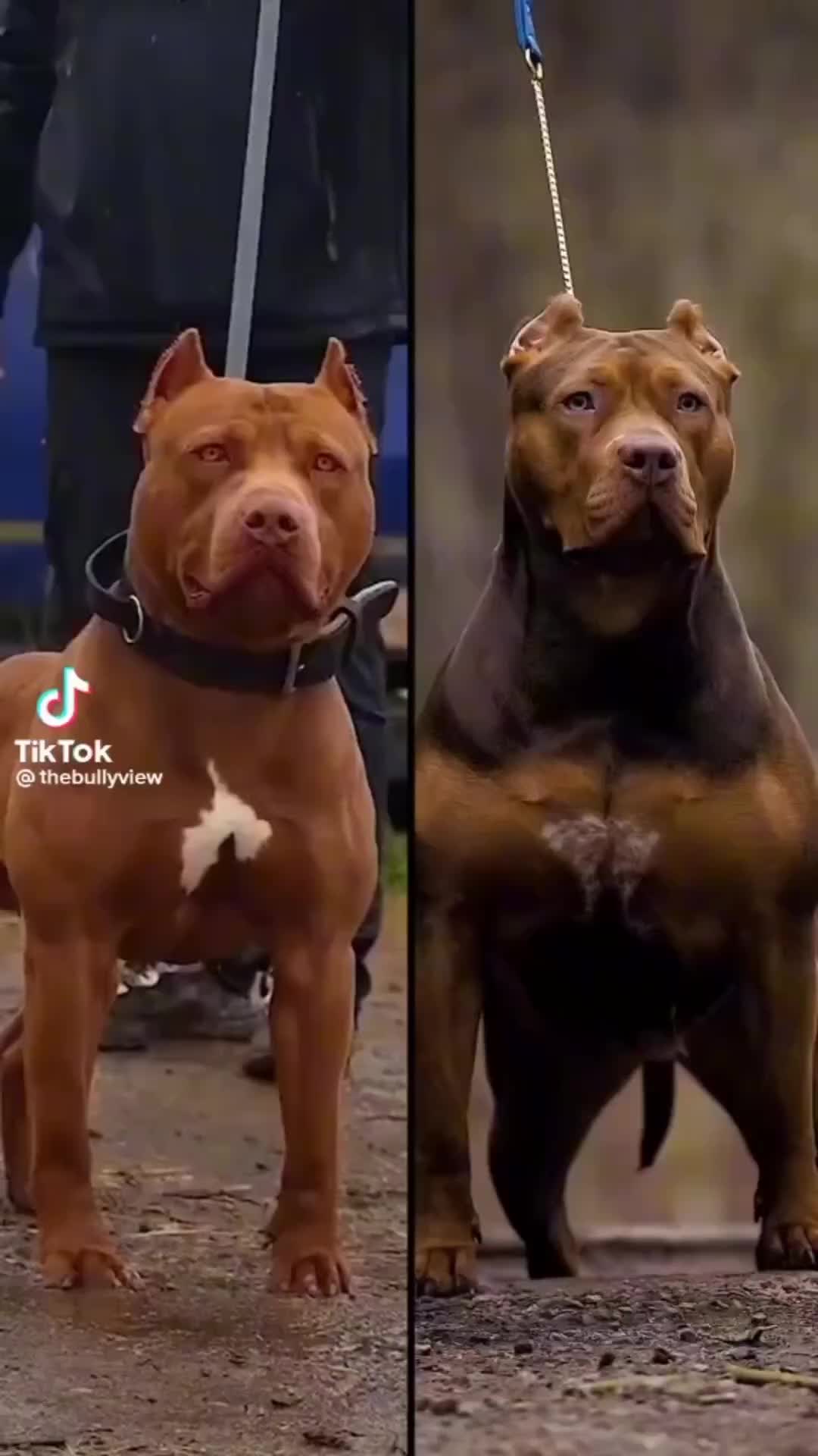 @Honorbound_Bullys