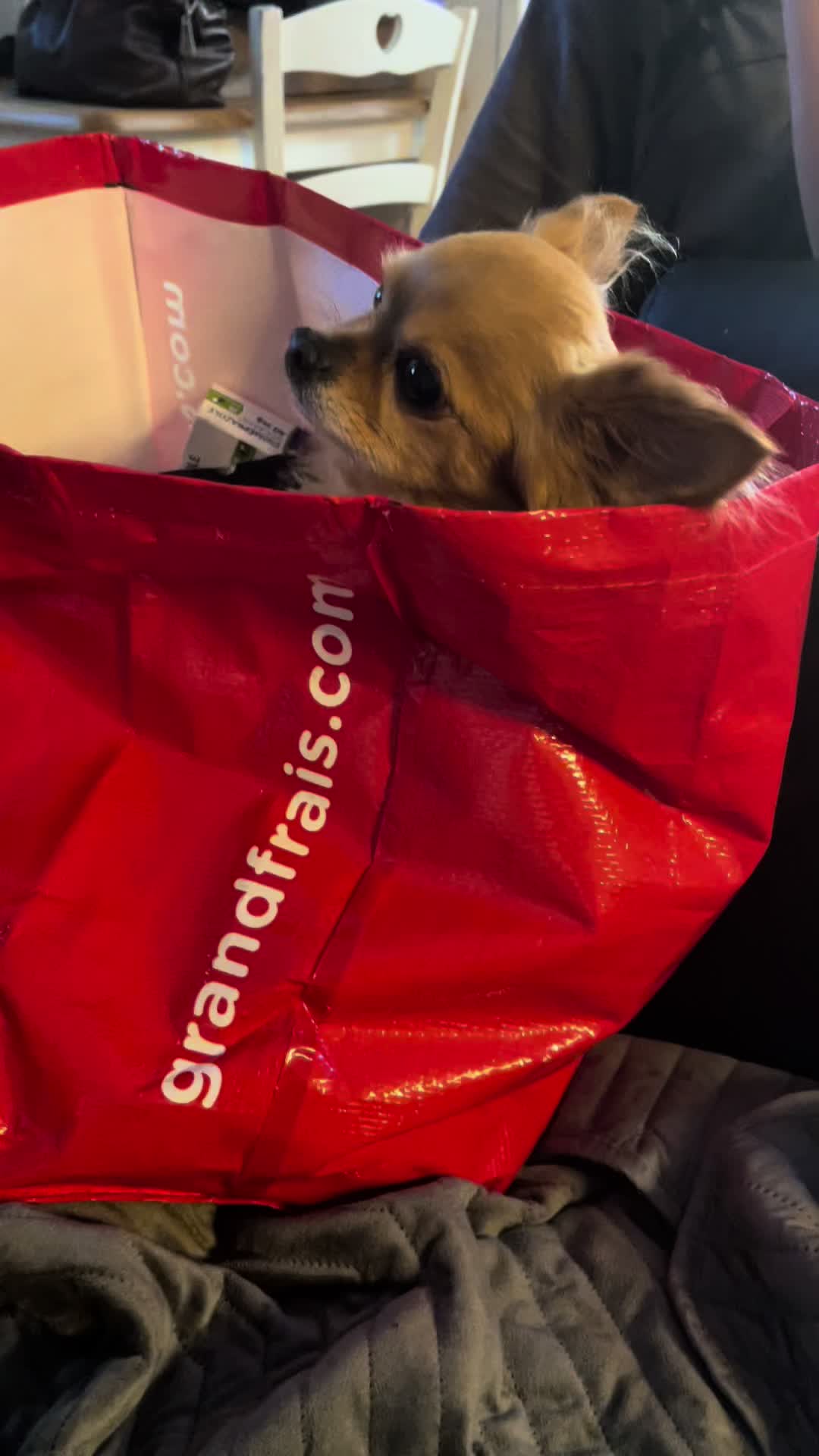 @óla_chihuahua