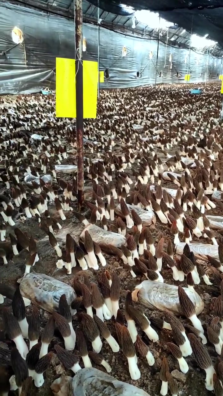 @satrisemushroom