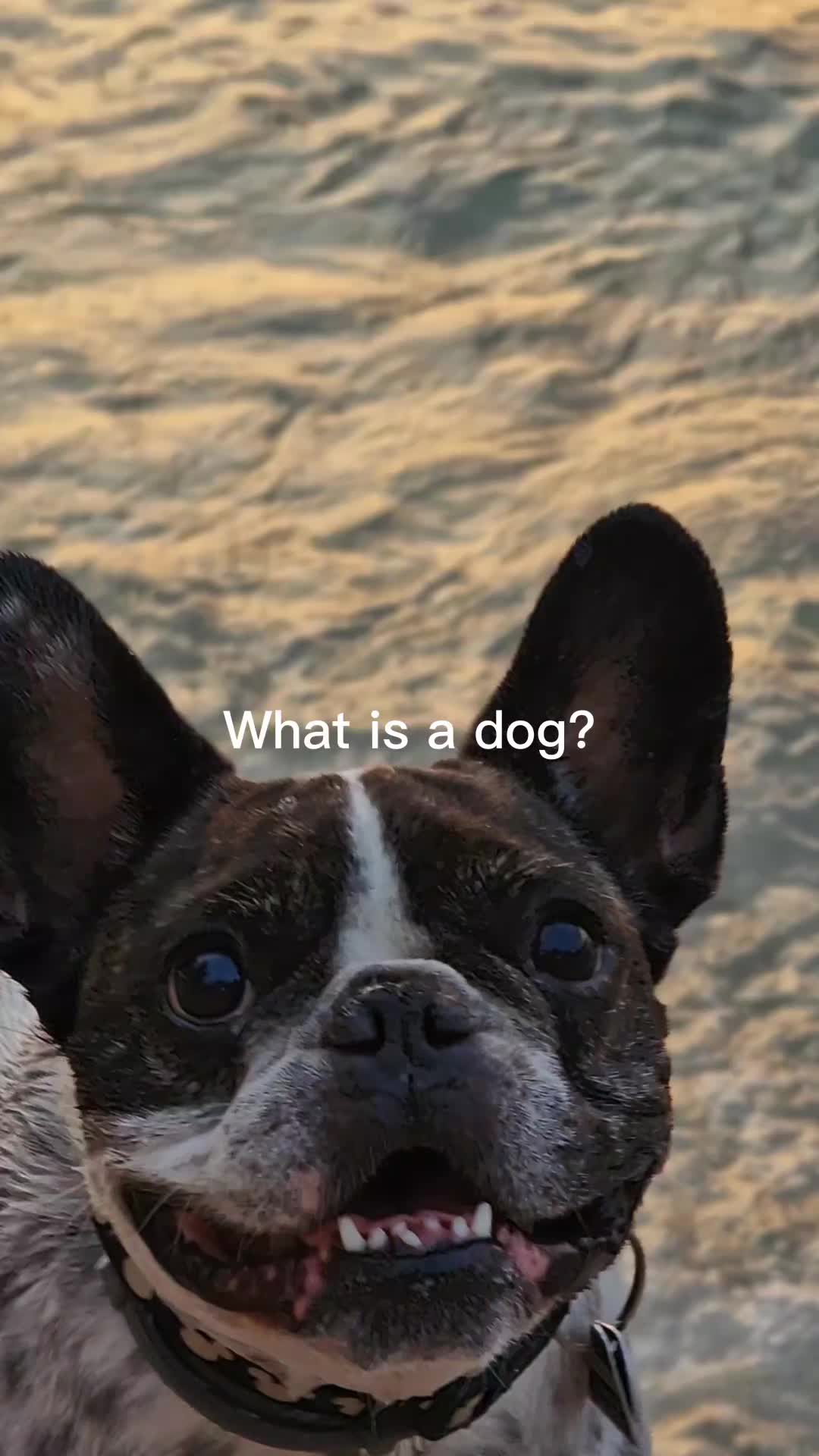 @French Bulldog Jacky 🐶🐾