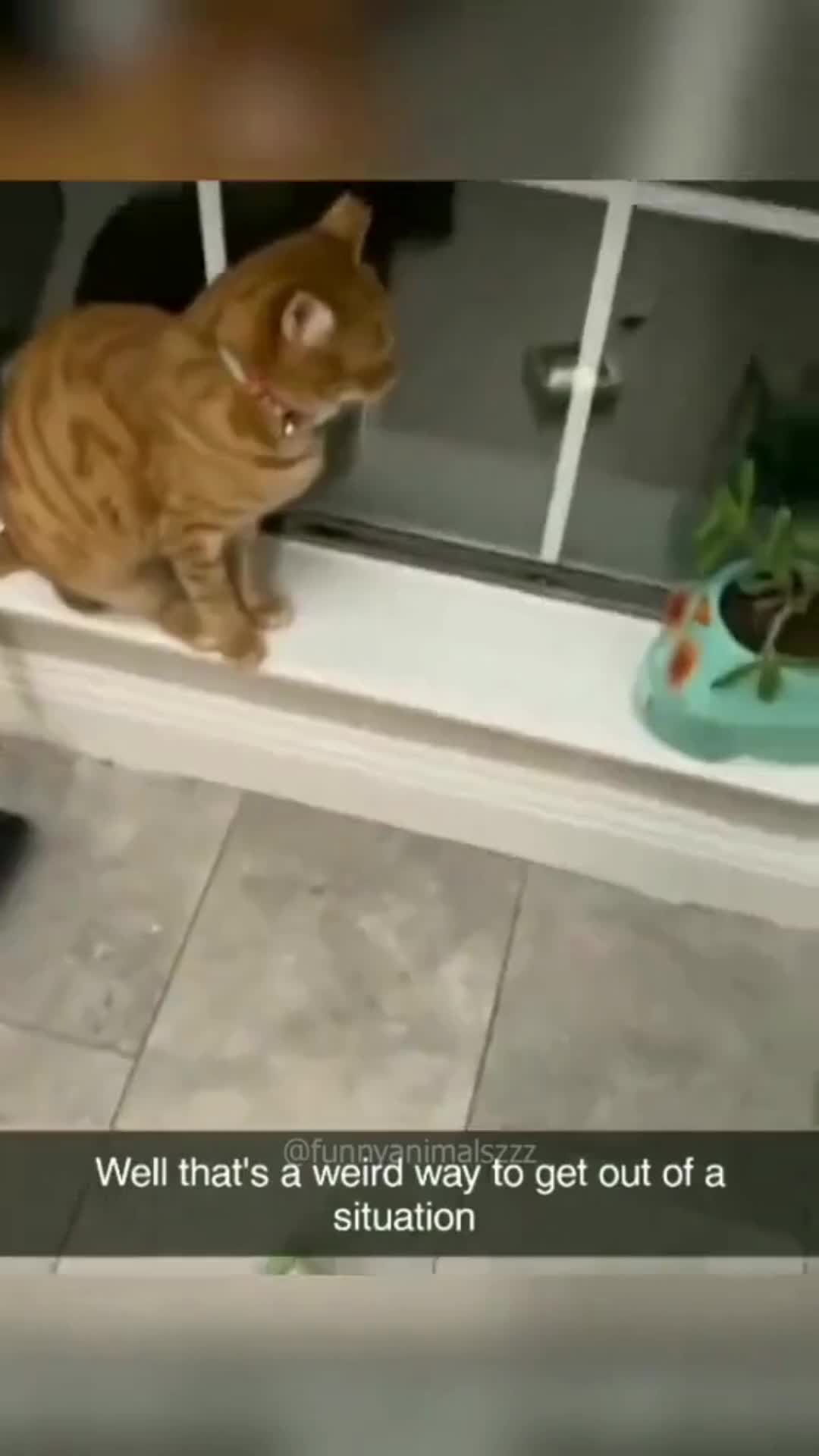 @Pet Guru