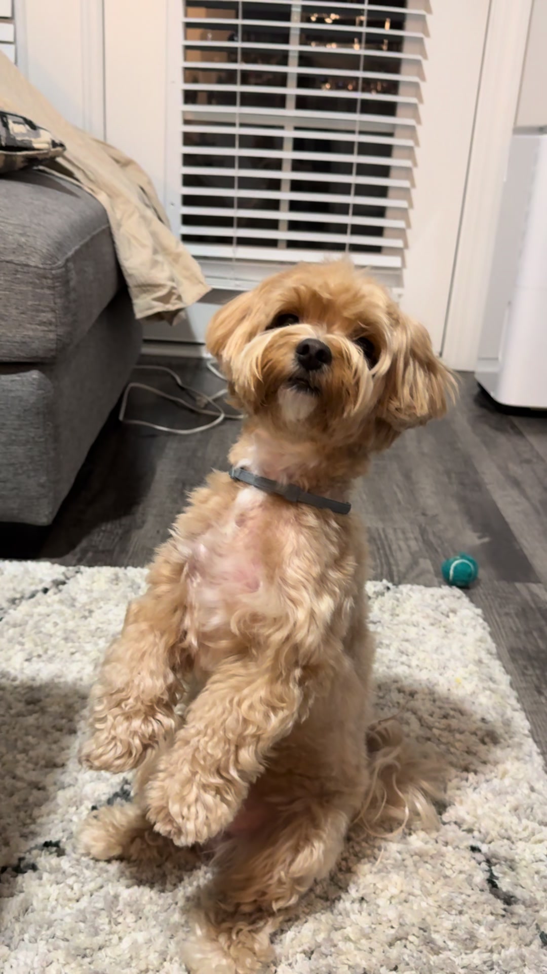 @Louis the Maltipoo