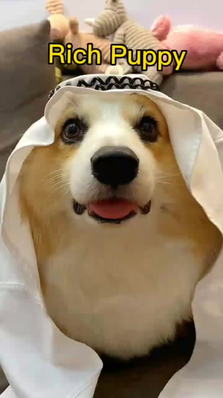 @funnypets818