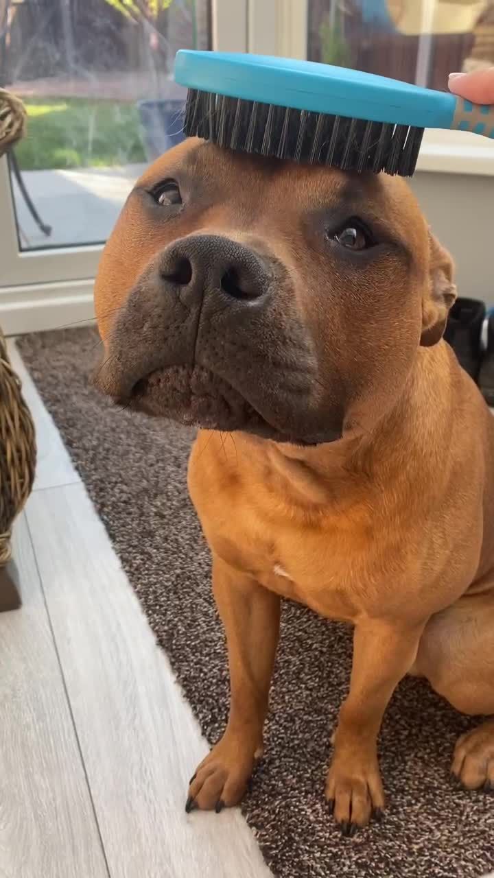 @GusTheLandSeal