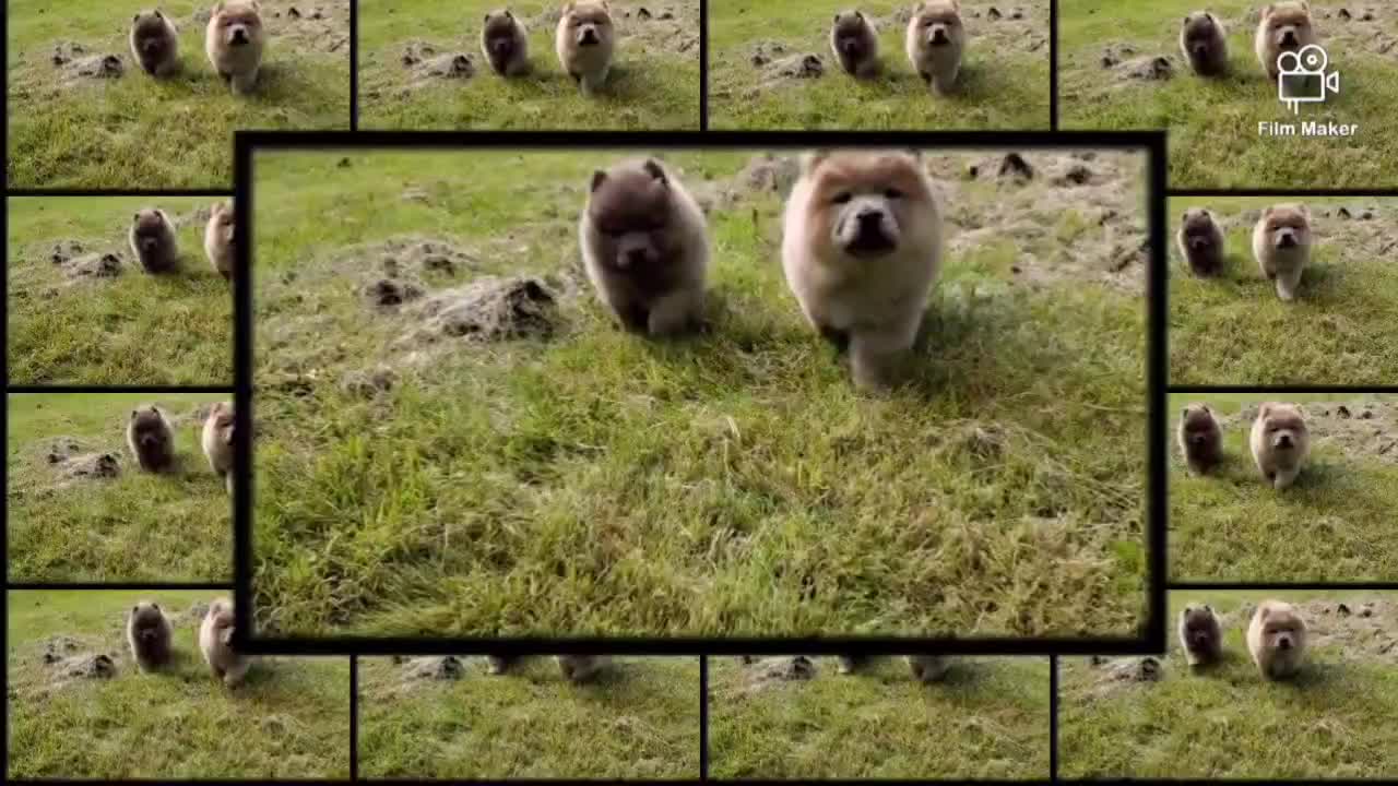 @chowsandpals