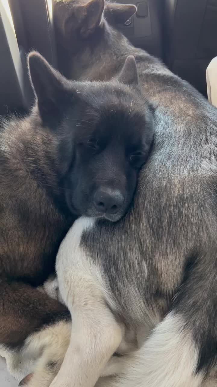@Akitas.shiba.w