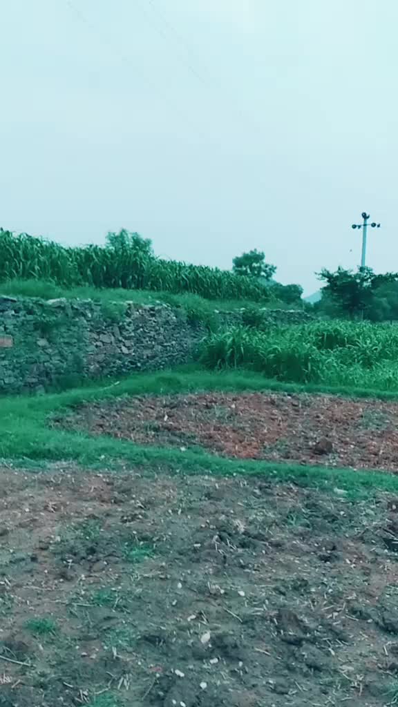 @Rajwadi Banna