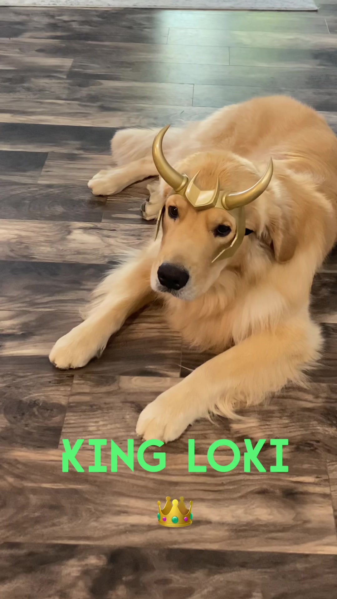 @AmoreDoroGoldens