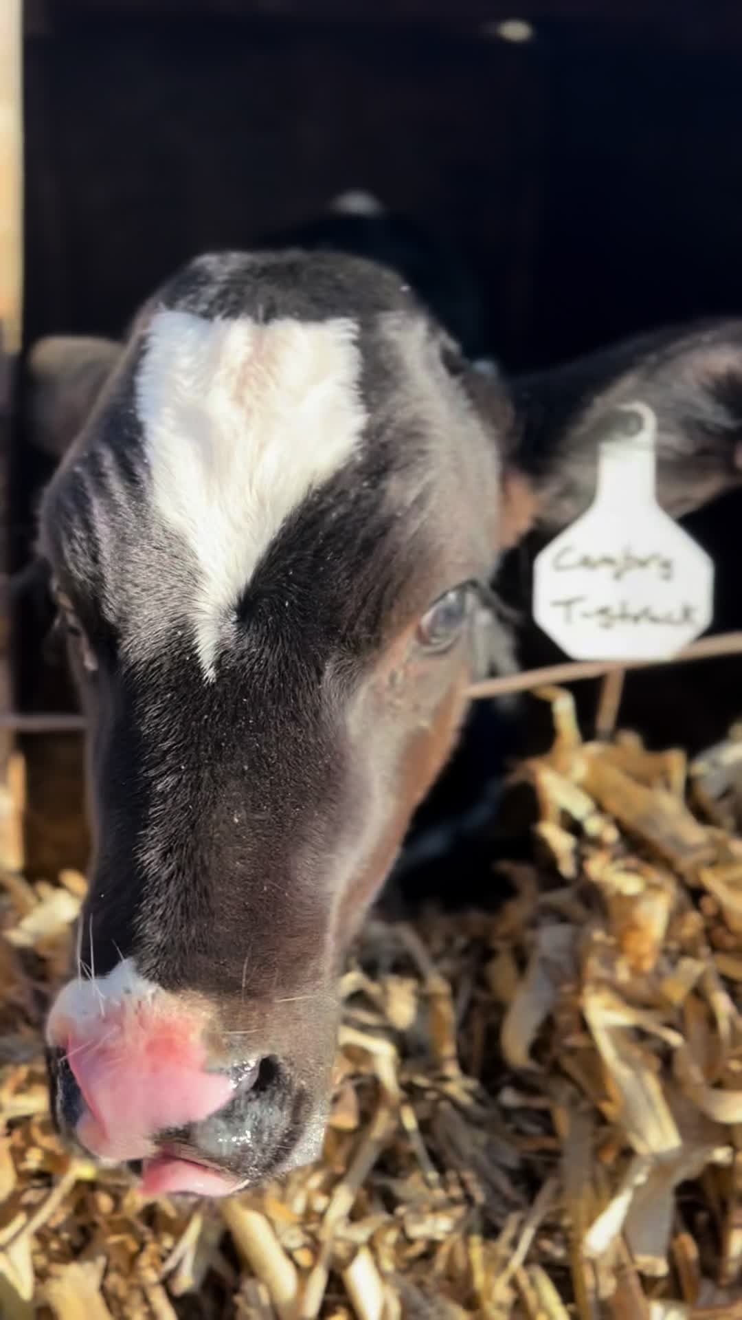 @Venture Holsteins