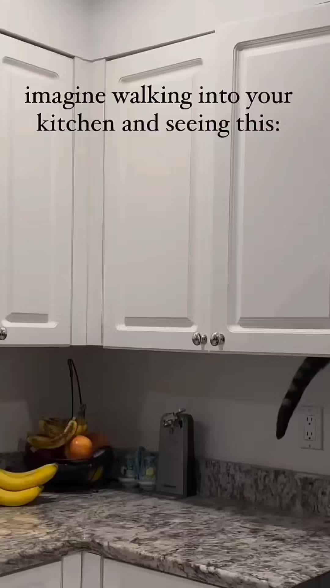 @catnipcrazee