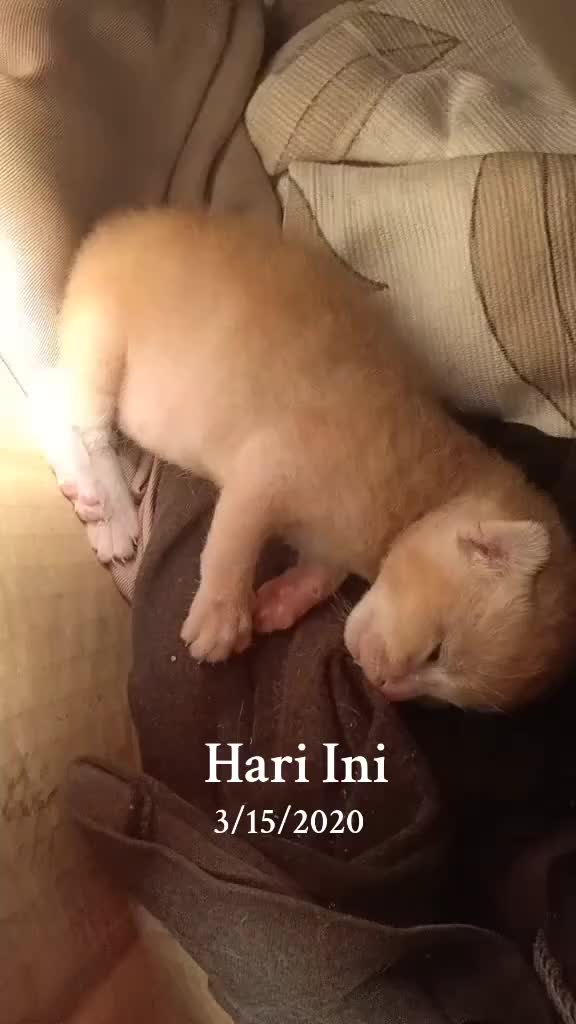 @Akun Rahasia